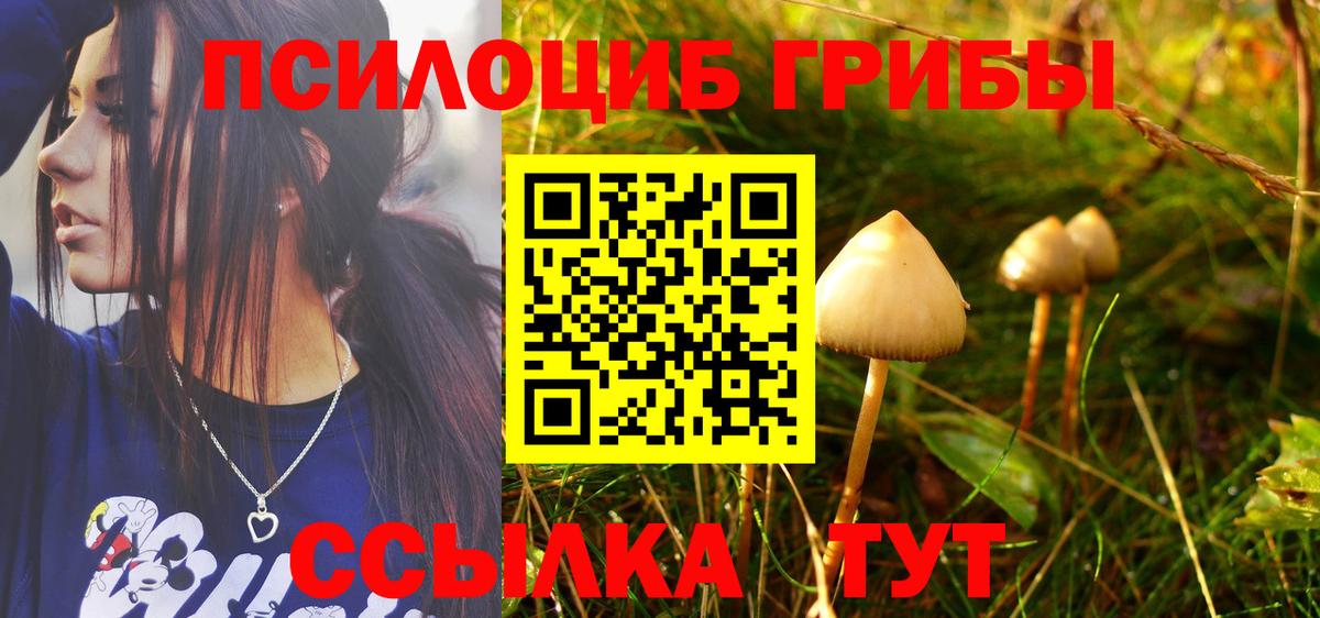 Галлюциногенные грибы Psilocybine cubensis Северобайкальск